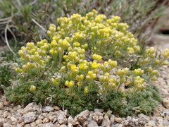Draba densifolia