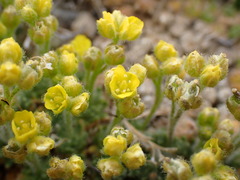 Draba densifolia