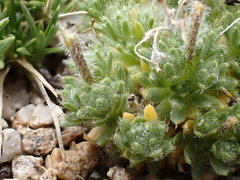 Draba densifolia