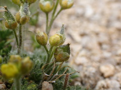 Draba densifolia