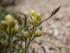 Draba densifolia