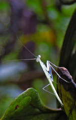 Sinomantis denticulata