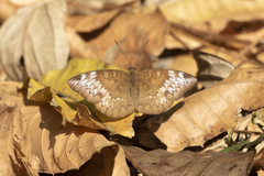 Adoliadini