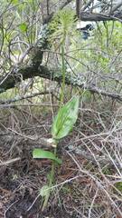 Malaxis brachyrrhynchos