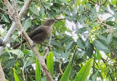 Molothrus bonariensis