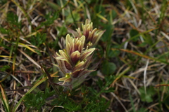 Castilleja hyperborea