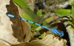 Argia agrioides
