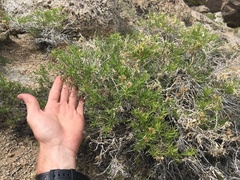 Chrysothamnus viscidiflorus viscidiflorus