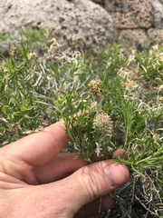 Chrysothamnus viscidiflorus viscidiflorus