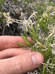 Chrysothamnus viscidiflorus viscidiflorus