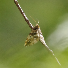 Enchoria lacteata