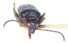 Lema bispilota