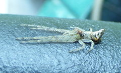 Tmarus angulatus