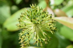 Malaxis brachyrrhynchos