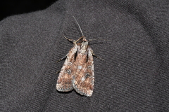 Eueretagrotis attentus