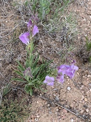Penstemon jamesii