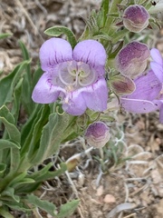 Penstemon jamesii