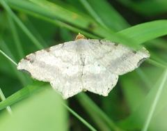 Pareclipsis gracilis