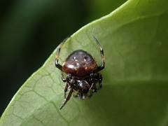 Eriovixia hainanensis
