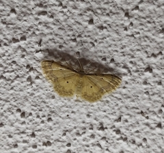 Idaea politaria