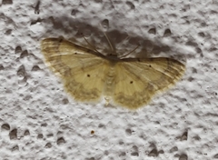 Idaea politaria