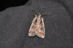 Eueretagrotis attentus