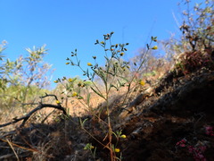 Hesperolinon bicarpellatum
