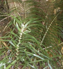 Macrozamia lucida