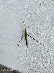 Acrida cinerea