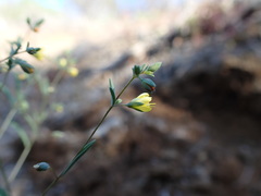 Hesperolinon bicarpellatum