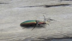 Nitidolimonius resplendens