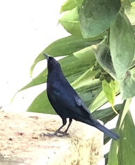 Molothrus bonariensis