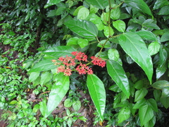 Cissus biformifolia