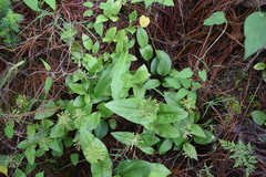 Malaxis brachyrrhynchos