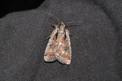 Eueretagrotis attentus