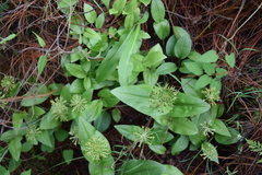 Malaxis brachyrrhynchos