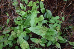 Malaxis brachyrrhynchos