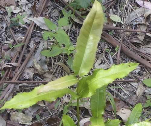 Genus Wilkiea · iNaturalist