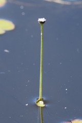 Eriocaulon aquaticum