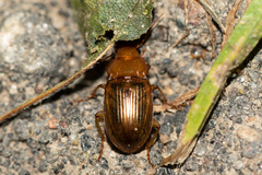 Amara fulva