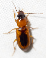 Stenolophus dissimilis