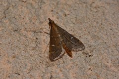 Dolicharthria punctalis