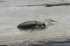 Nitidolimonius resplendens