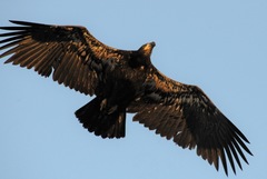 Haliaeetus leucocephalus