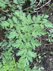 Ligusticum