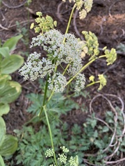 Ligusticum