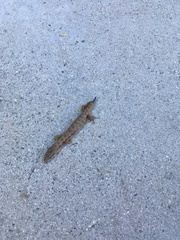 Elgaria multicarinata