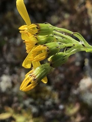 Senecio lugens