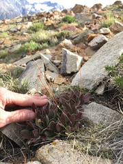 Eriogonum latens