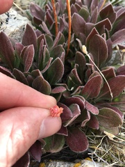 Eriogonum latens